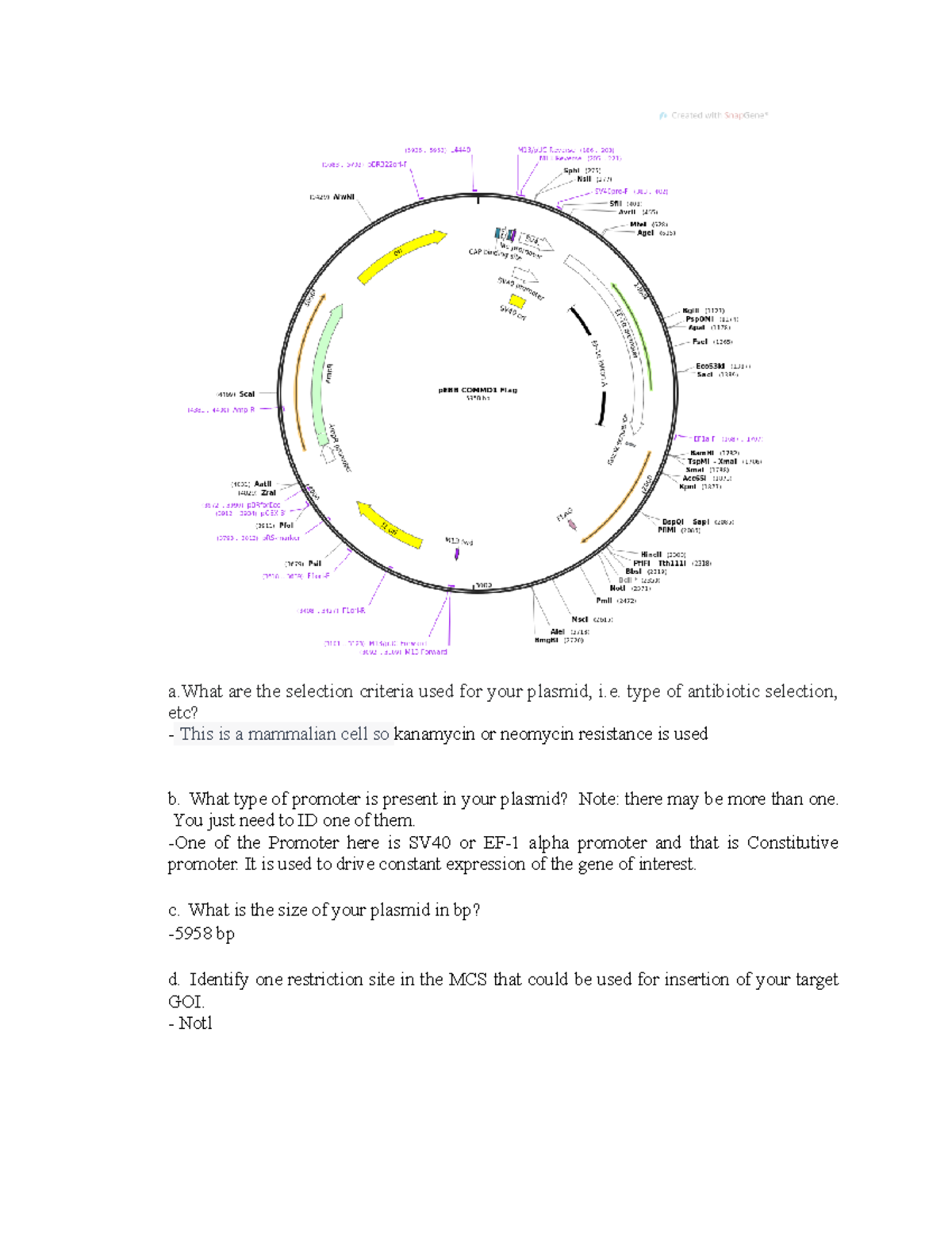 Plasmid map - a are the selection criteria used for your plasmid, i ...