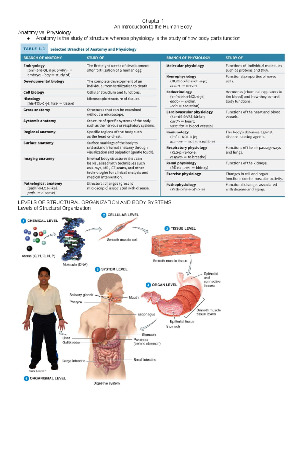 Chapter 1 notes Chapter 1 An Introduction to the Human Body Anatomy vs. Physiology Anatomy is