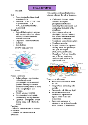 Epithelial Transes - Human histology - Histology - Epithelial Tissue ...