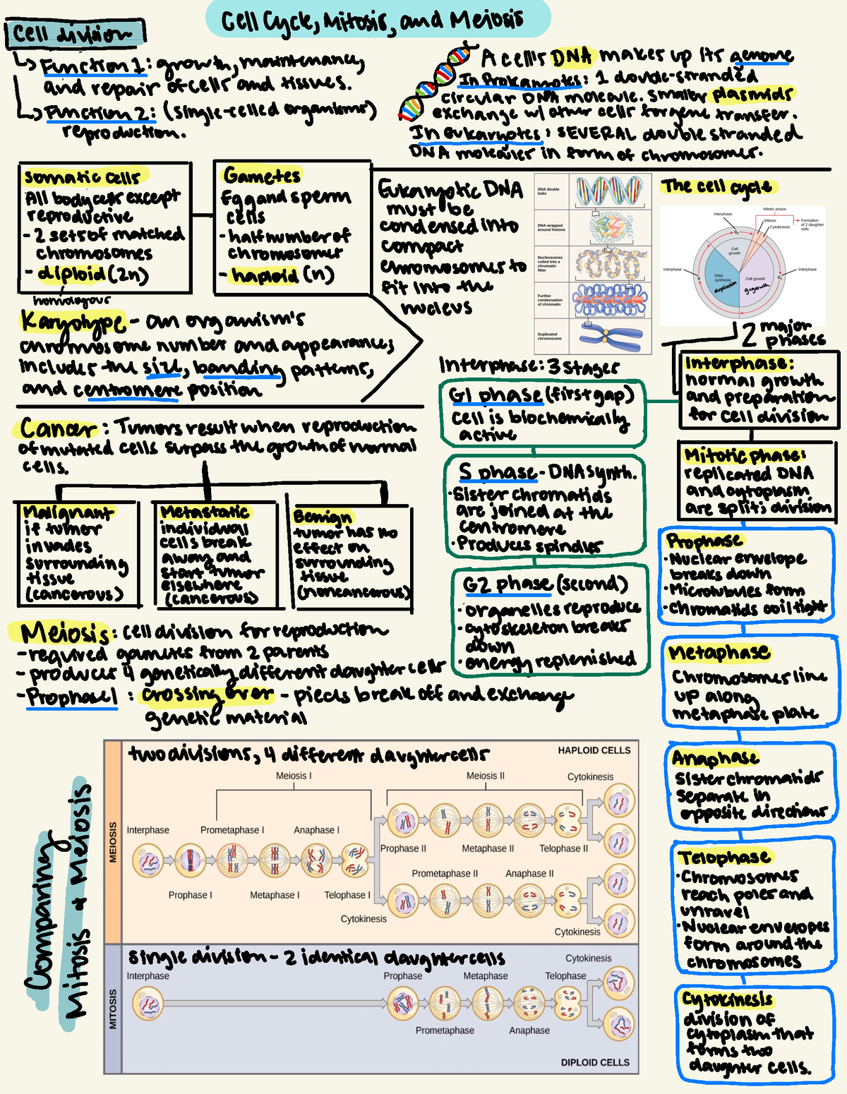 BIOL-102 Exam 2 Study guide - cell cycle, mitosis, and Meiosis 1cel ...