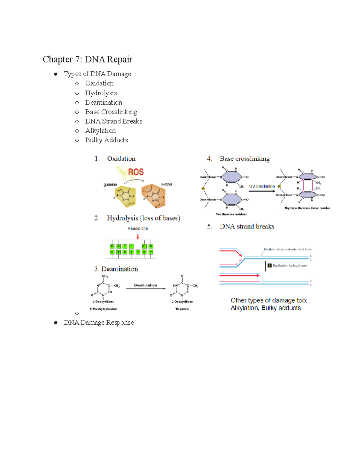 BISC401 Chapter 7 - Dr. Jeremy Bird Molecular Biology Of The Cell ...