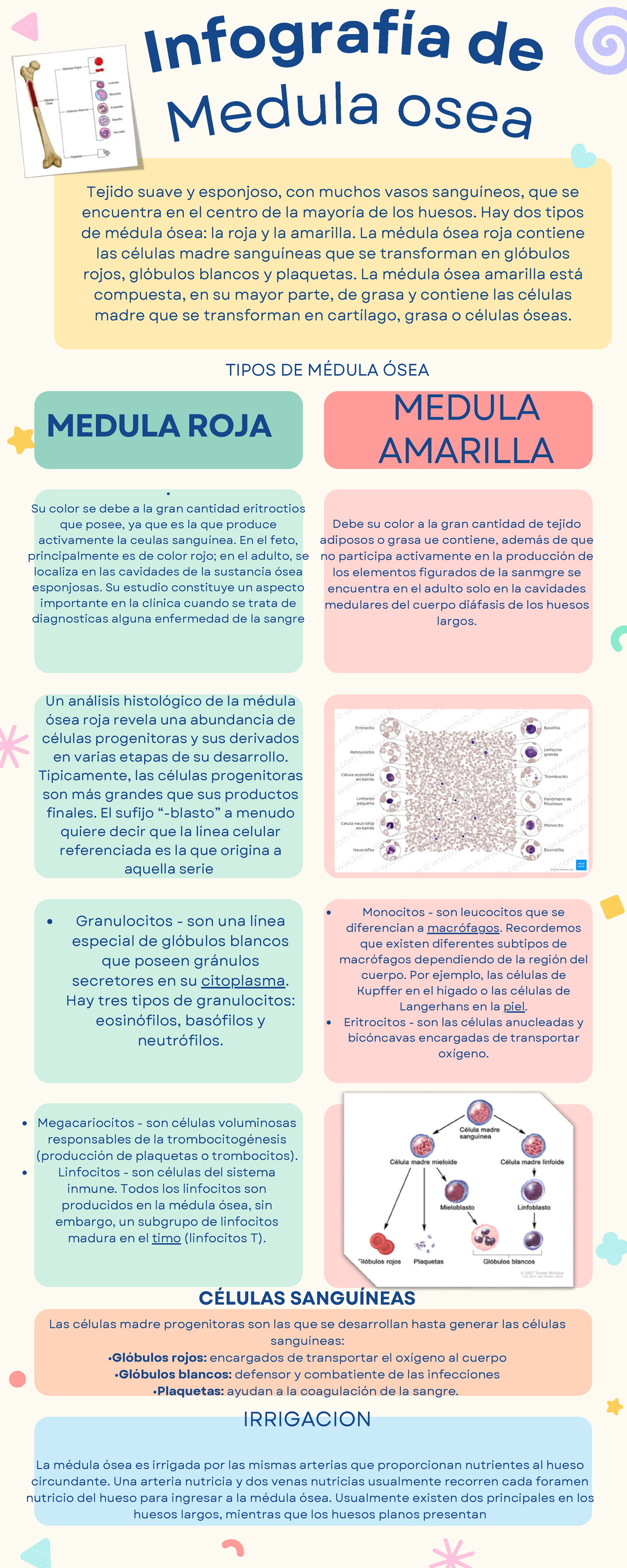Médula ósea apuntes importantes In fo grafía d e La médula ósea es