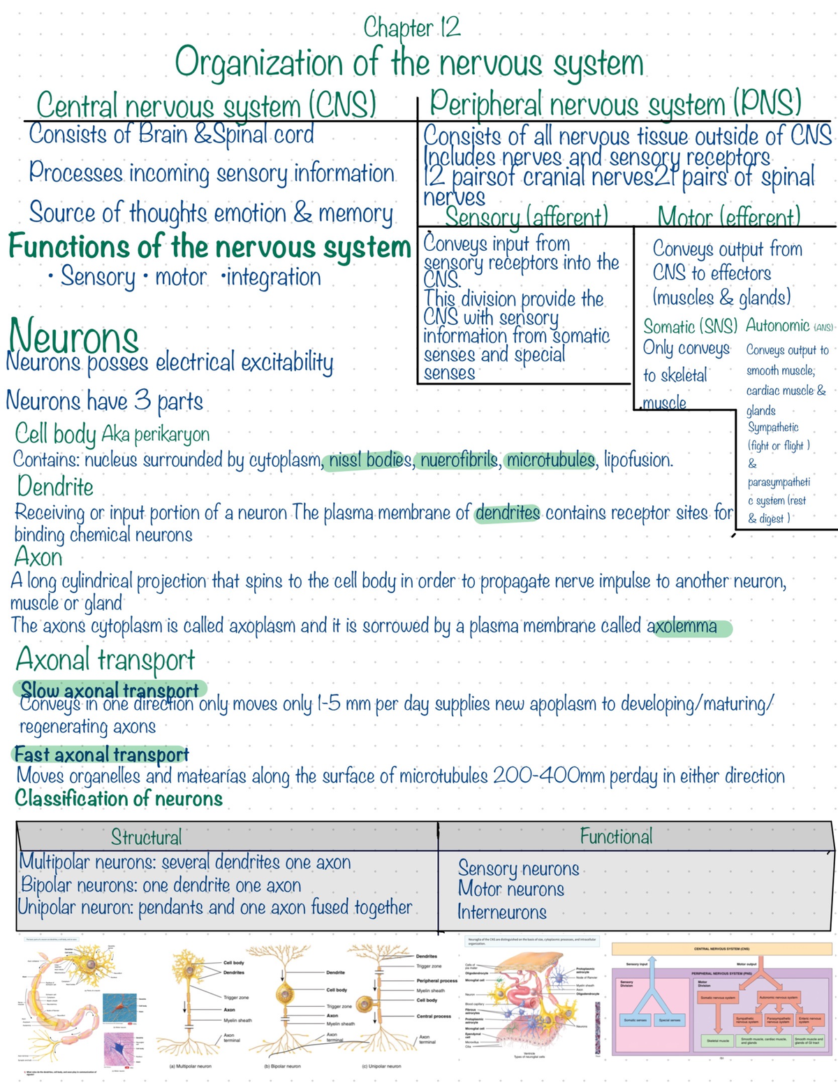 Anatomy And Physiology 2 Chapter 12 Pg 1 - BIOL203 - Studocu