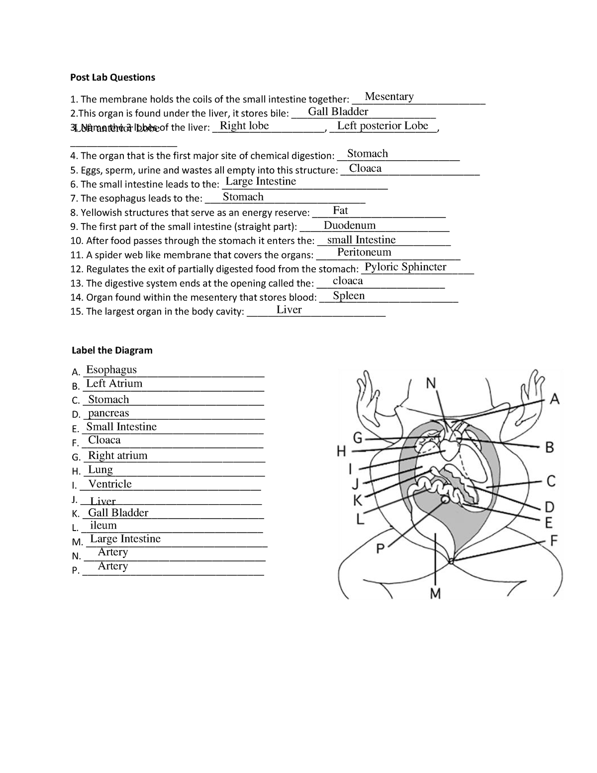 frog internal anatomy worksheet