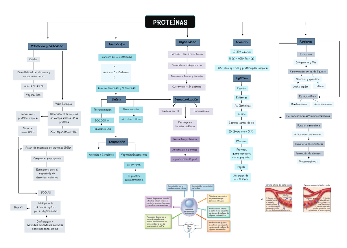 Mapa mental de macronutrientes: Proteínas - PROTEÍNAS Valoración y  calificación. Calidad - Studocu