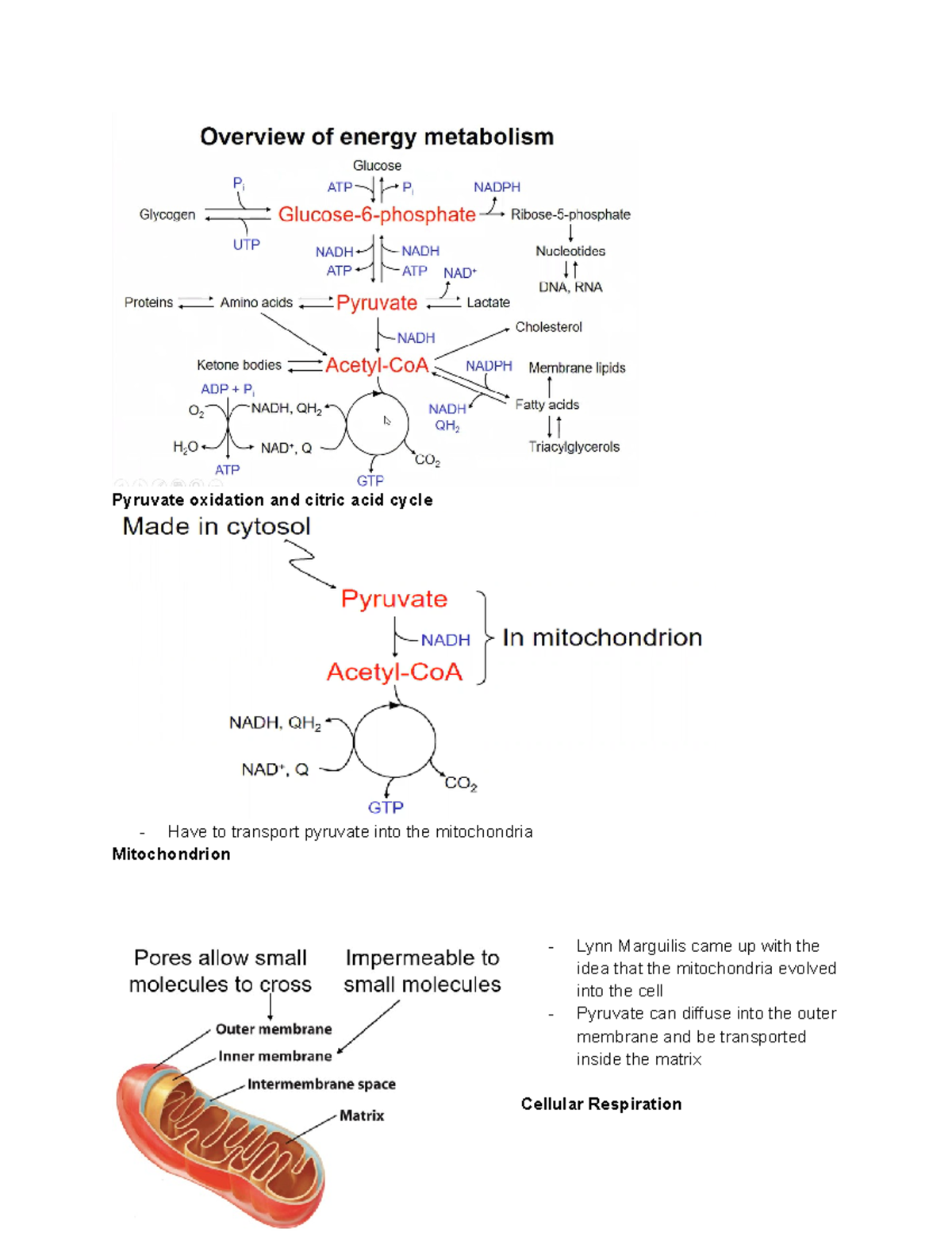 Topic 10 Citric Acid Cycle - Pyruvate Oxidation And Citric Acid Cycle ...