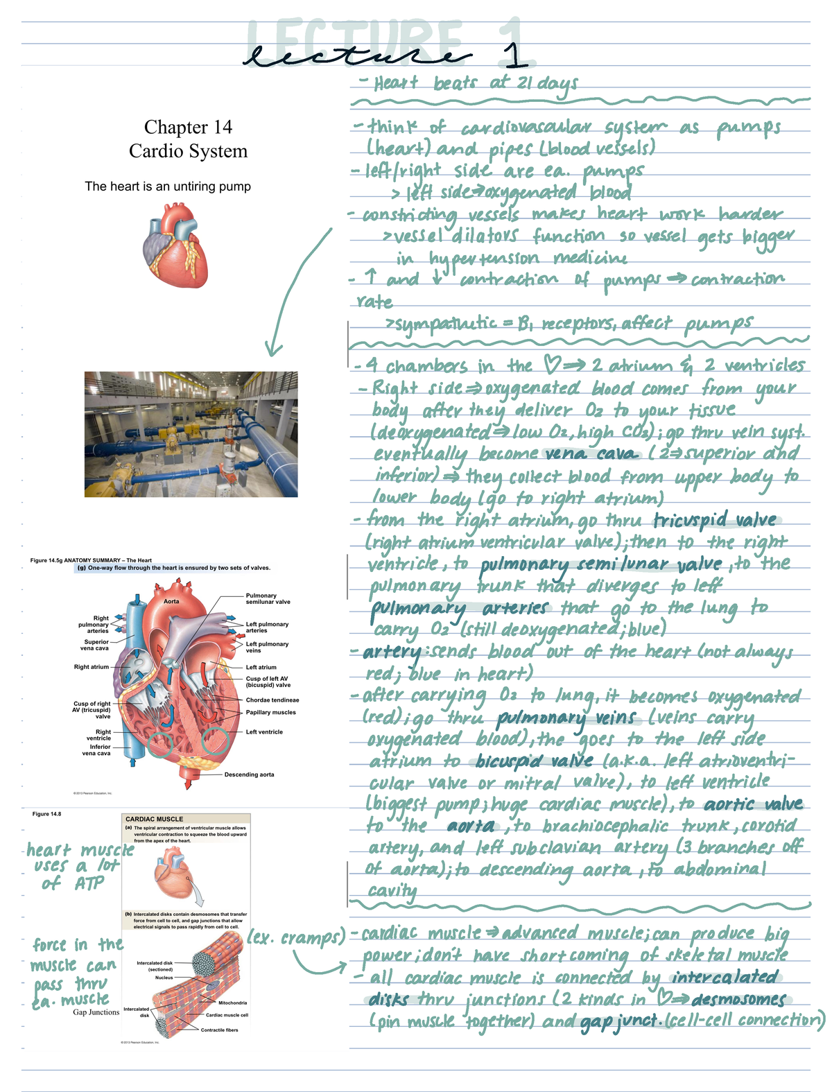 Chapter & Lecture Notes Exam 3 Physio - Lecture 1 Heart Beats At 21 ...