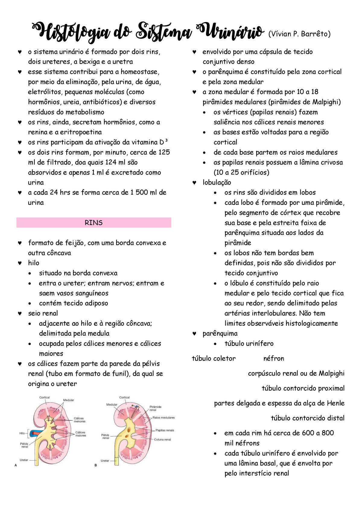 Sistema Urin Rio Resumo Detalhado Para Revis Es Durante O Curso De Medicina Histologia