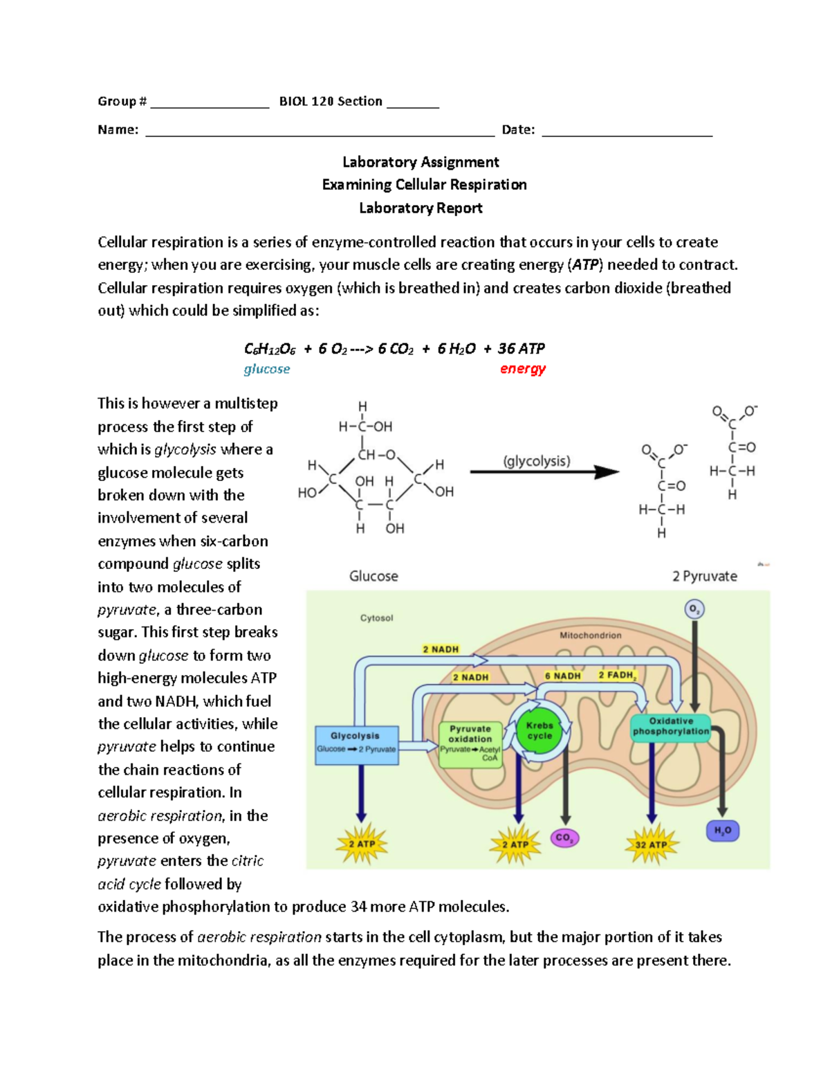 BIOL 120 Laboratory Assignment Examining Cellular Respiration Group