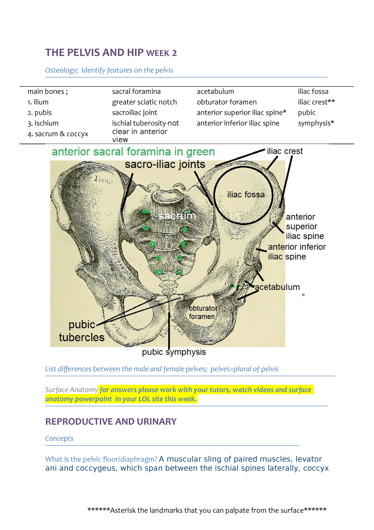 the-pelvis-and-hip-week-2-answers-the-pelvis-and-hip-week-2-osteology