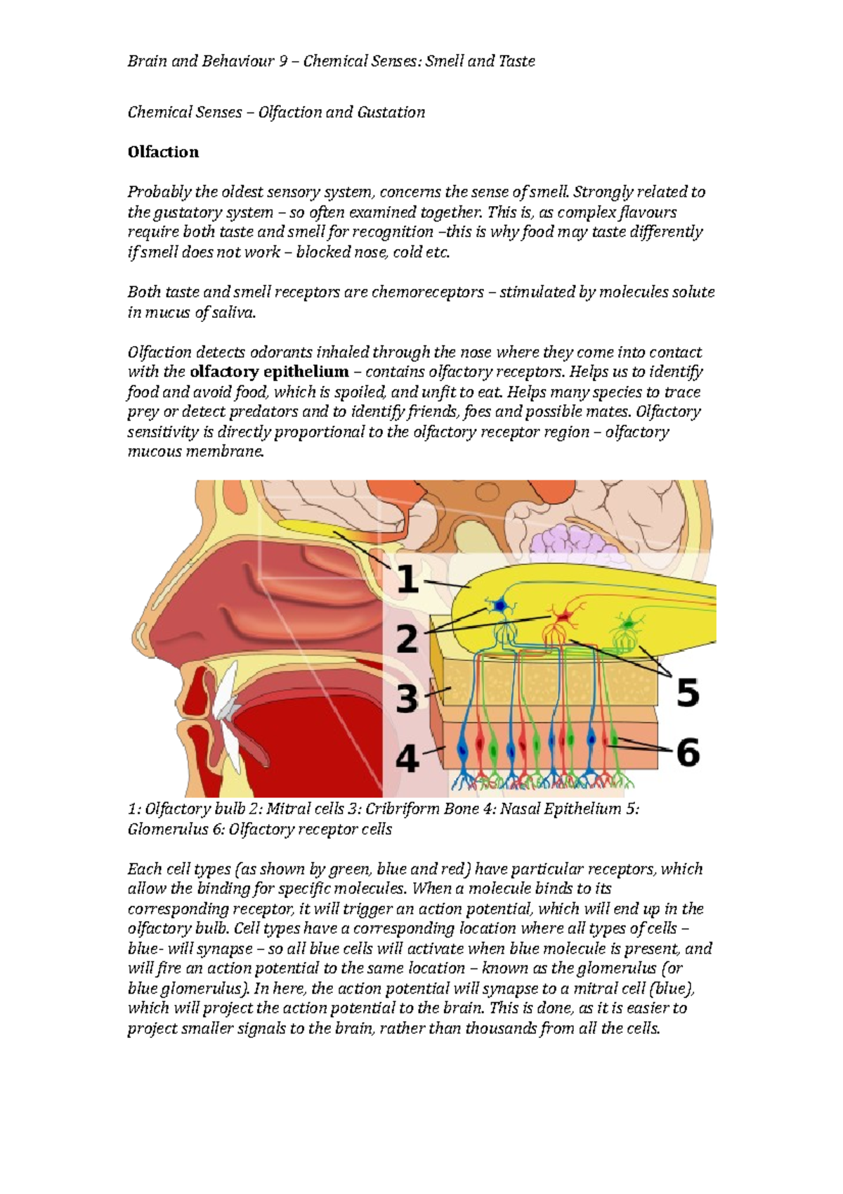 Week 5 1 - Lecture notes 5 - Brain and Behaviour 9 – Chemical Senses ...