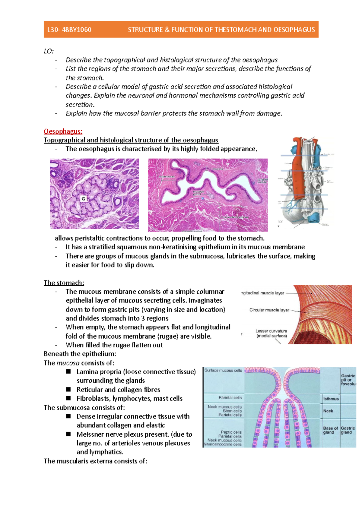 L30- Structure & Function of the Stomach and Oesophagus - L30- 4BBY1060 ...