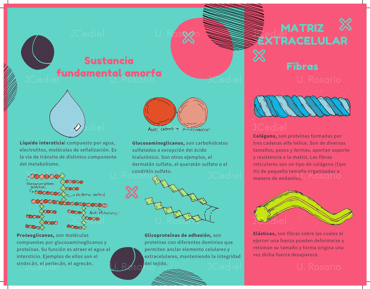 Infografia Matriz Extracelular Matriz Extracelular Sustancia Fundamental Amorfa Quido Intersticia Compuesto Por Agua Electrolitos Mol Culas De Se Alizaci Es Studocu