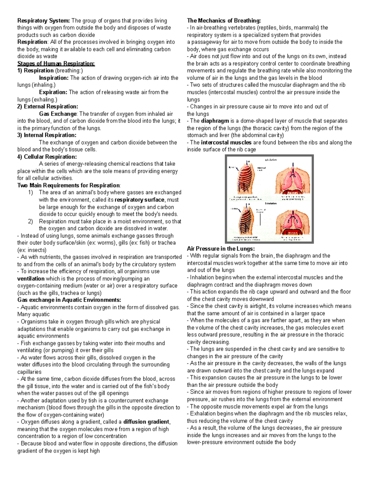 Respiratory System Condensed Review - Respiratory System: The group of ...