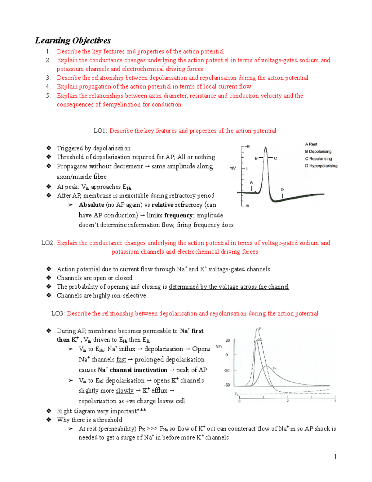 MBBS 1_PPP 6. Action Potentials - Learning Objectives Describe the key ...