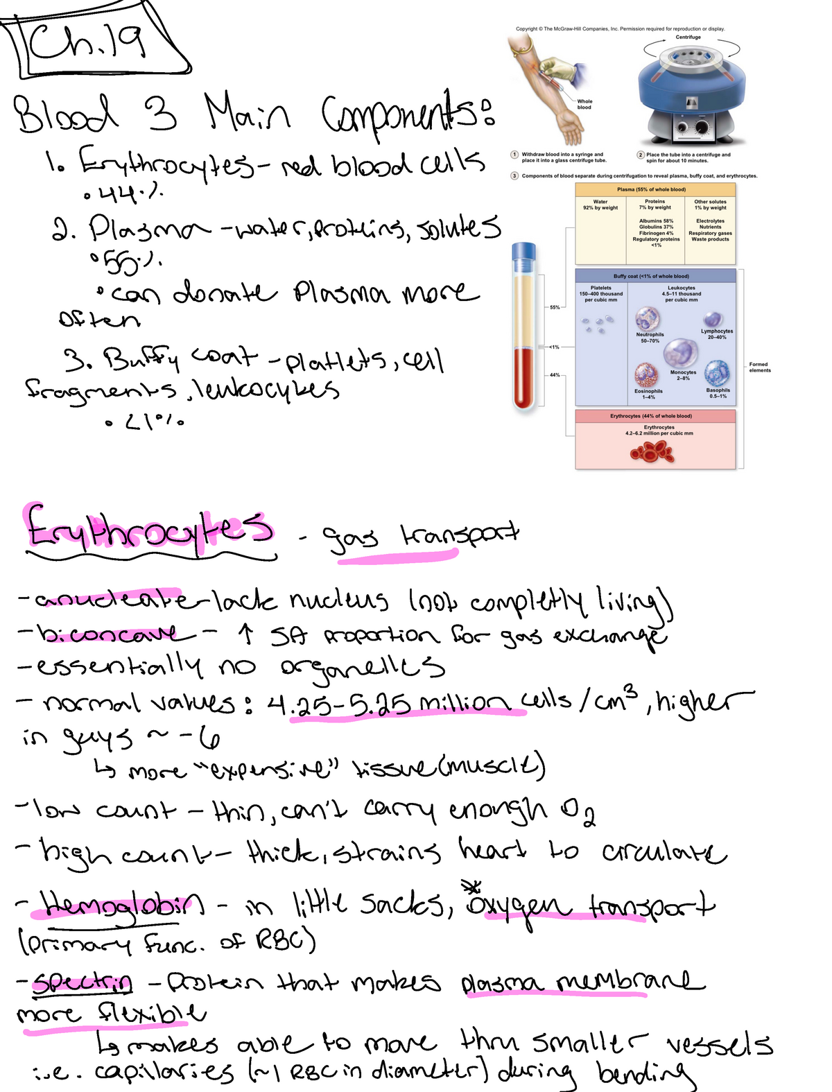 Blood - Taylor Lathrop - Ch Blood 3 Main compass 1 Erythrocytes red ...