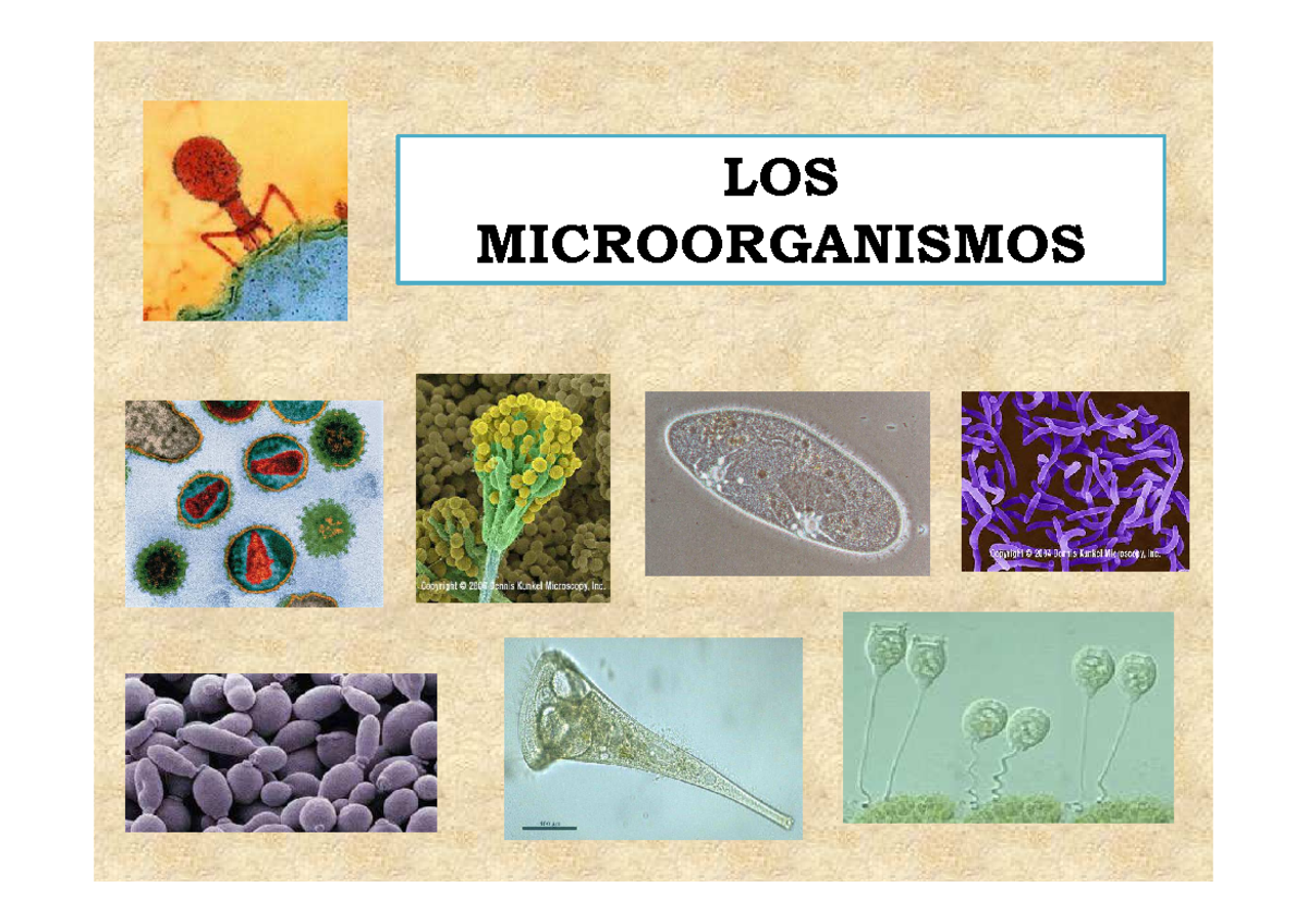 Microorg 1 - LOS MICROORGANISMOS MICROORGANISMO o MICROBIO: son seres ...
