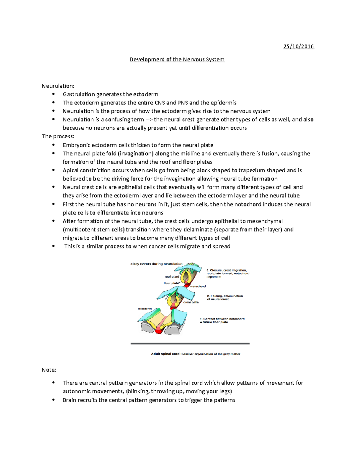 6. Development of the Nervous System - 25/10/ Development of the ...