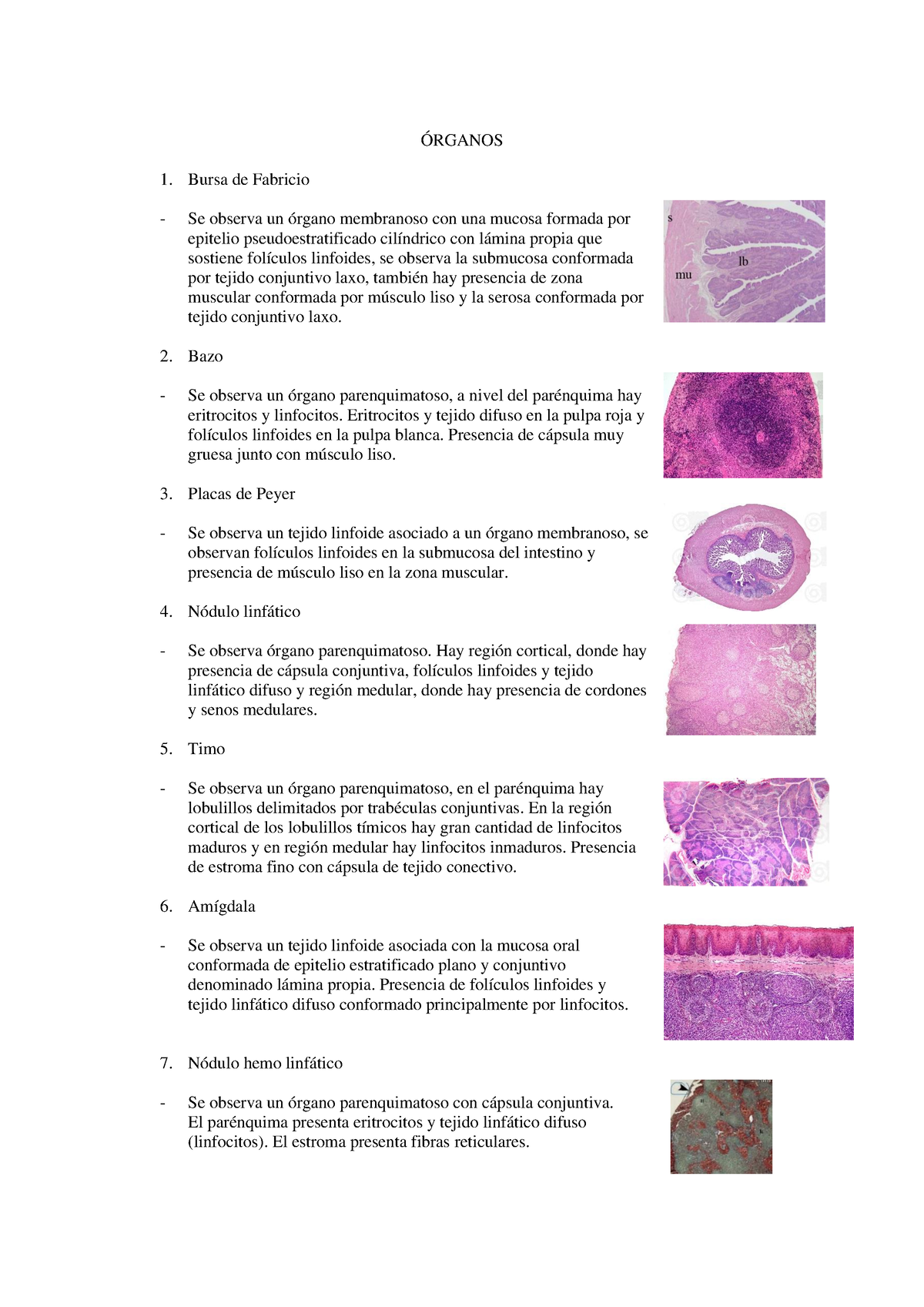 Resumen histo - clase de laboratorio - ÓRGANOS Bursa de Fabricio Se observa  un órgano membranoso con - Studocu