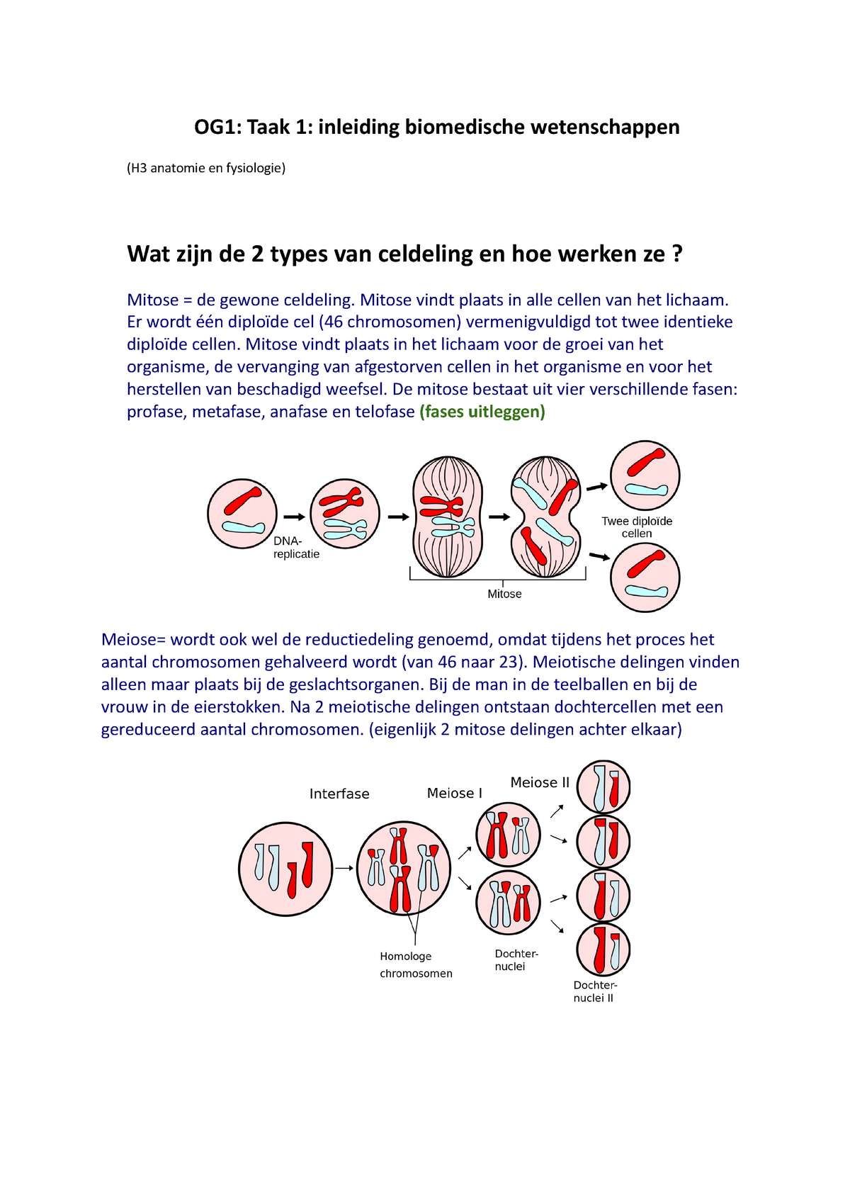 OG1 Taak 1 Inleiding Biomedische Wetenschappen - Mitose Vindt Plaats In ...