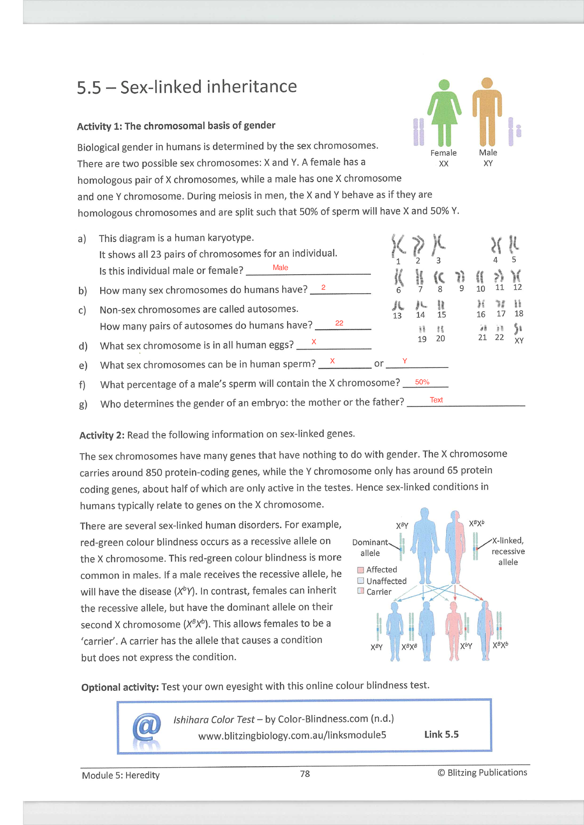 29sex Linked Inheritance 5 —sex Linked Inheritance A Activity 1 The Chromosomal Basis Of 0509