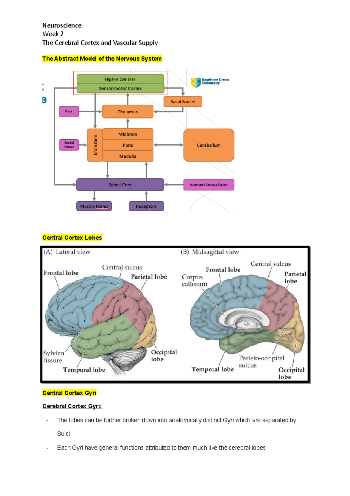 Neuro - Wk2 Cerebral Cortex & Vascular Supply - Week 2 The Cerebral 