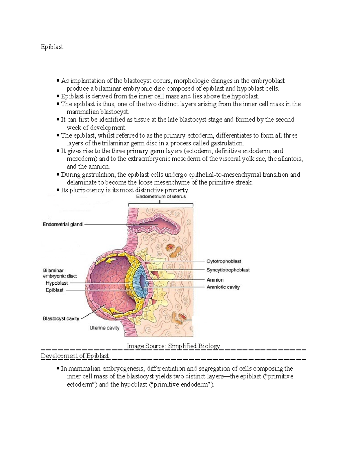 Epiblast - notes - Epiblast As implantation of the blastocyst occurs ...