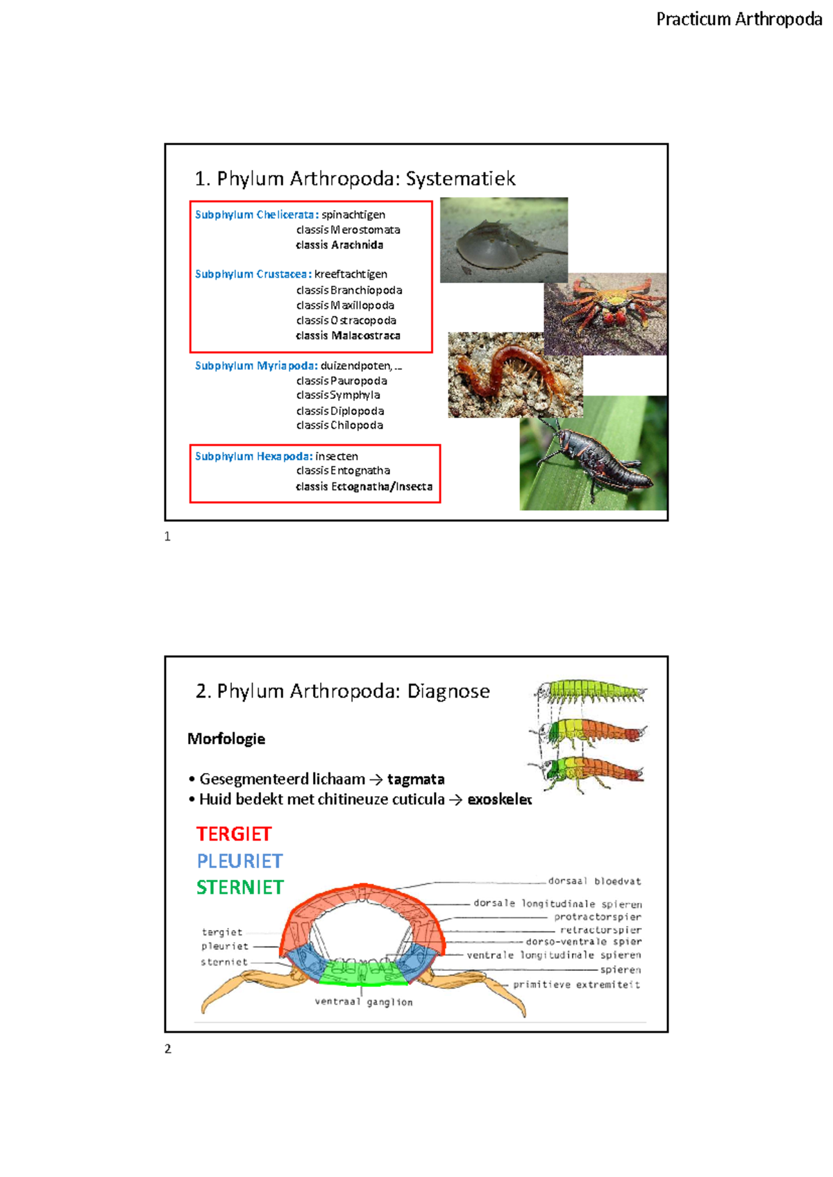 Inleidingsles practicum Arthropoda BIR - 1. Phylum Arthropoda ...