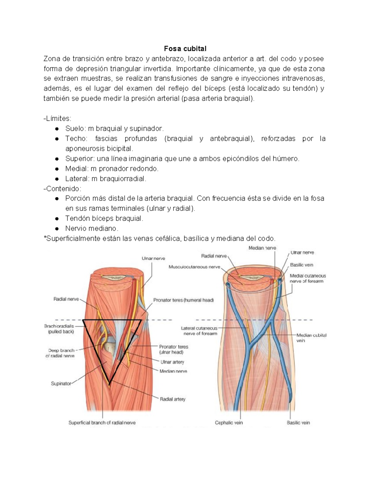 codo de la arteria braquial