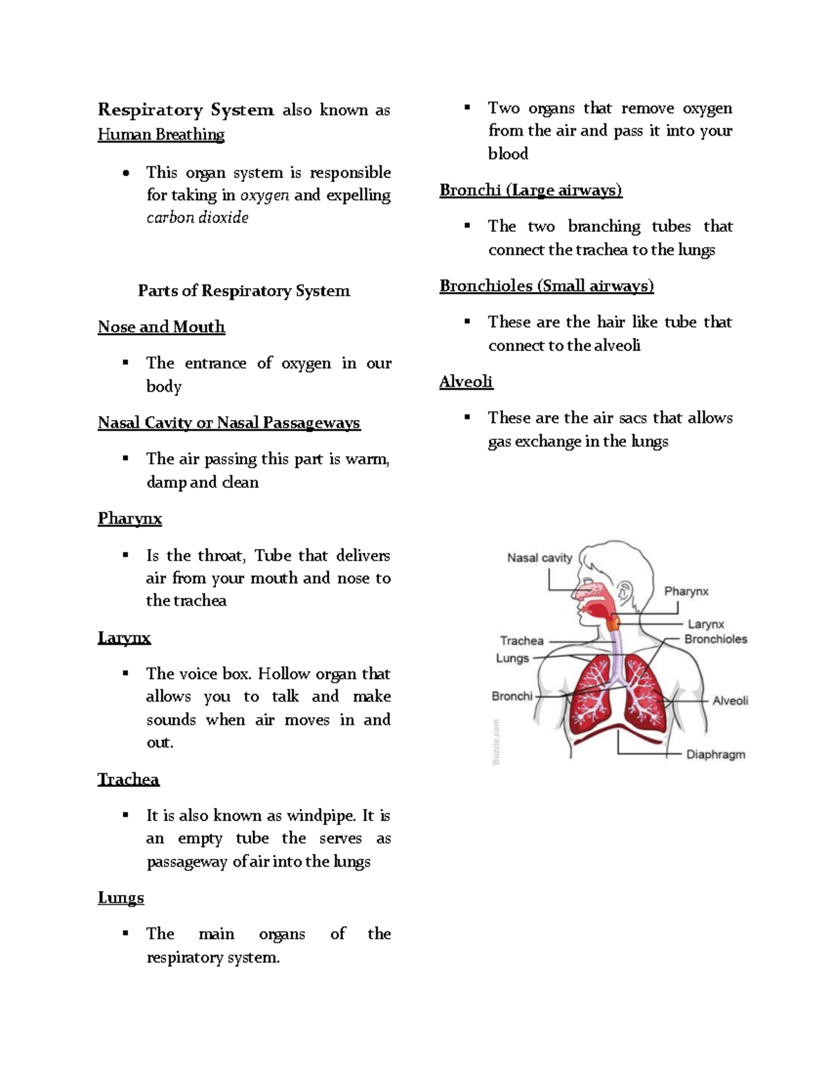 Respiratory System-Parts and Function - Respiratory System also known ...