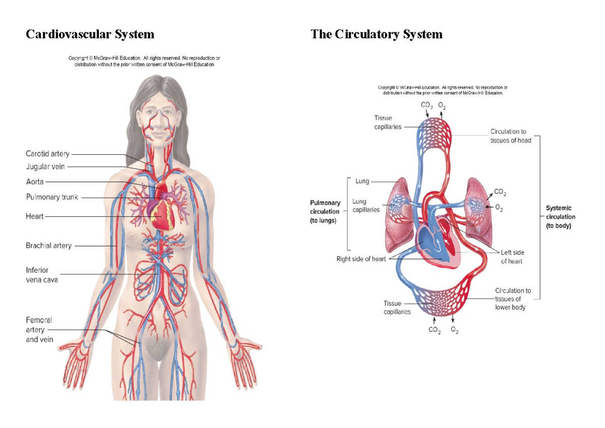 Parts - none - Special Needs Education - Cardiovascular System The ...
