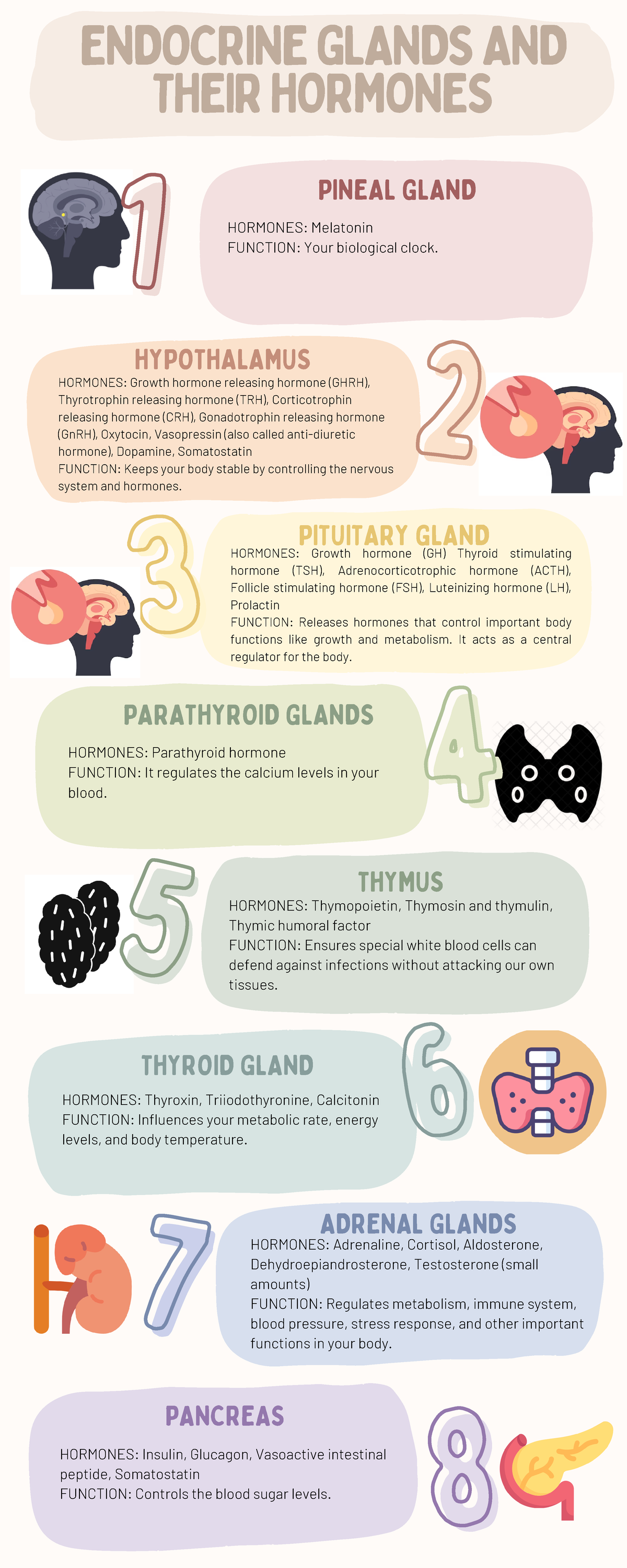 Infographics Of Endocrine System Hypothalamus Hormones Growth