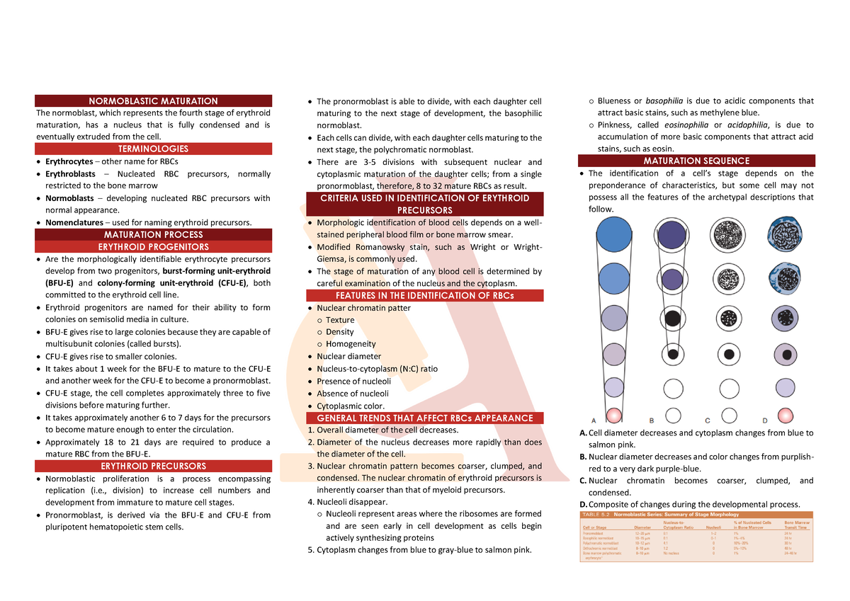 Chapter 5 OF Rodaks Hematology 6TH Edition - What If Umiyak Na Ako TnT ...