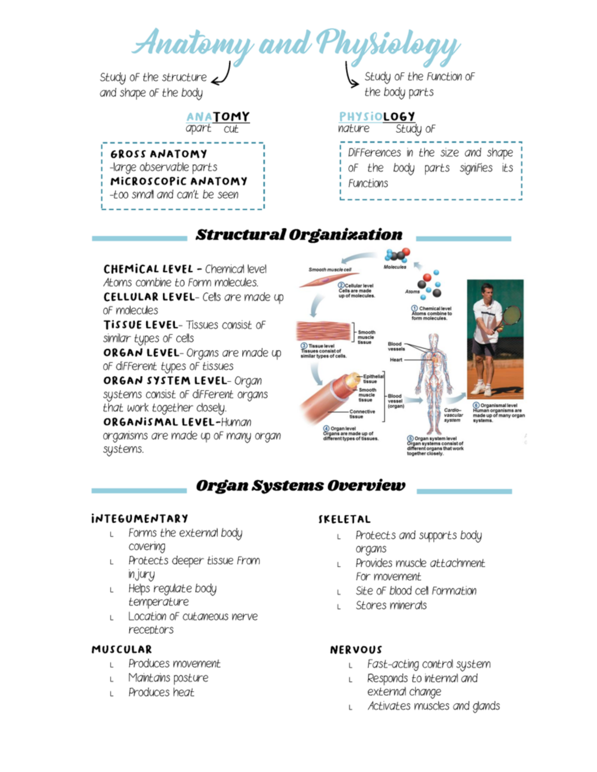 Anatomy Notes - Biol 2201 - Studocu