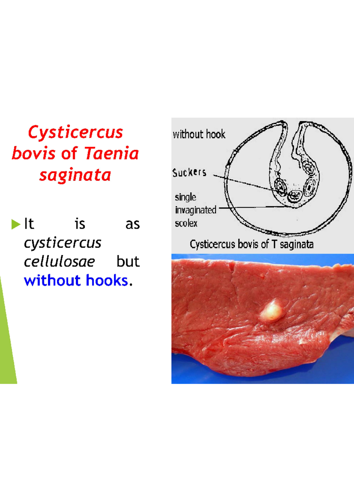 Taenia Saginata Cysticercus Bovis