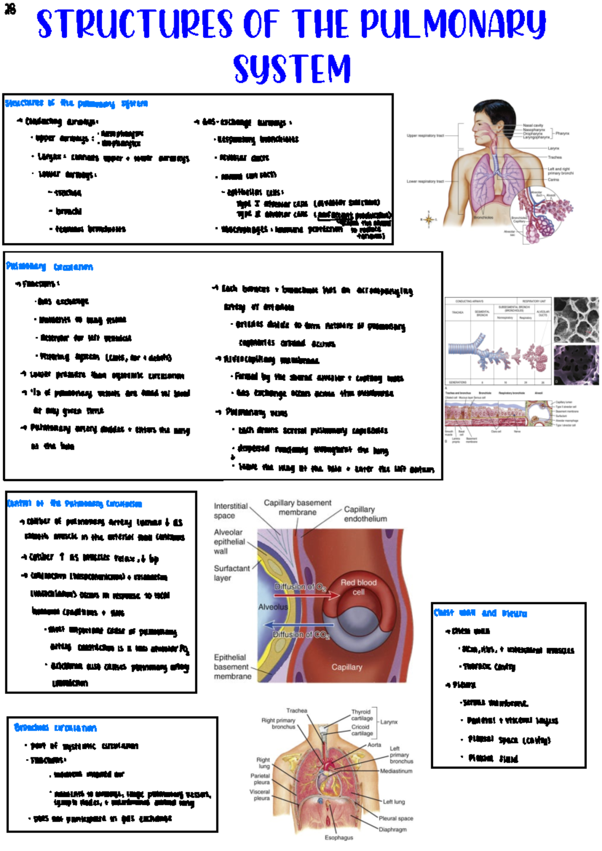 Structures of the Pulmonary System - Structures of the pulmonary system ...