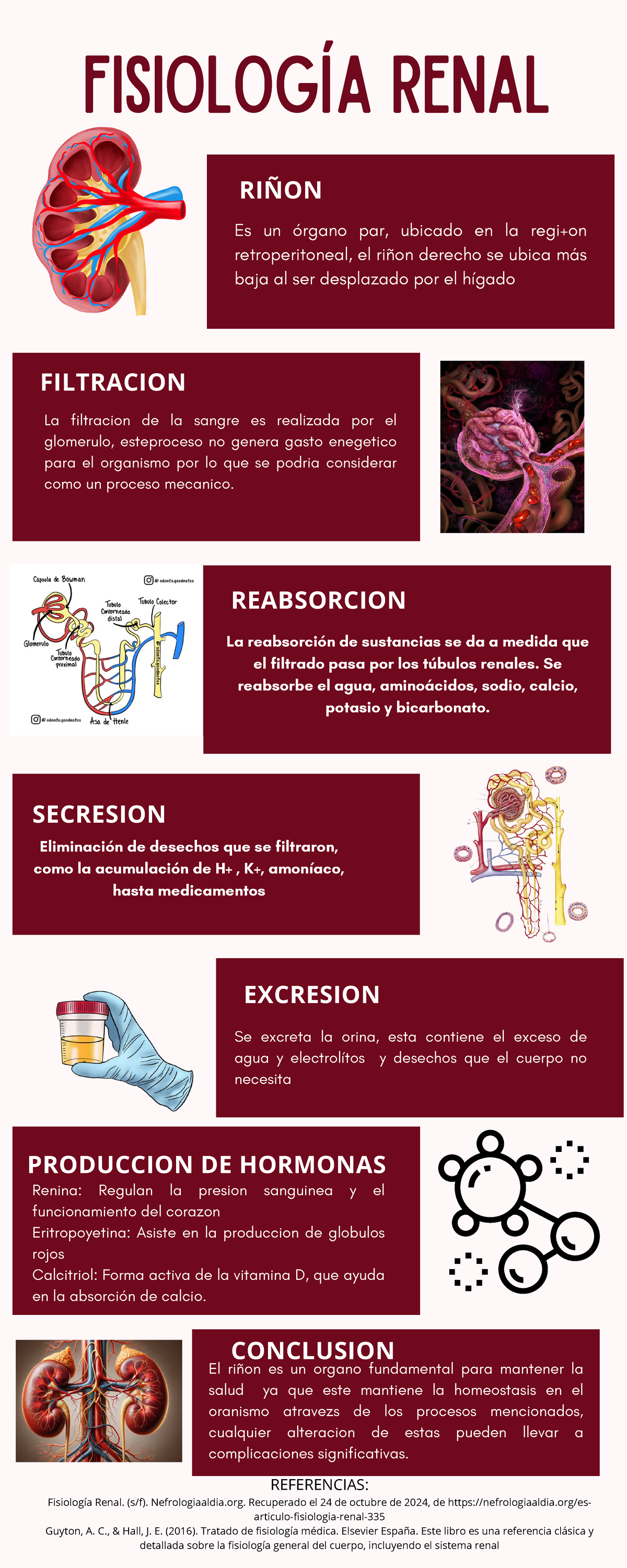 Fisiología renal - CORAZÓN CORAZÓN Fisiología renal RIÑON Es un órgano ...