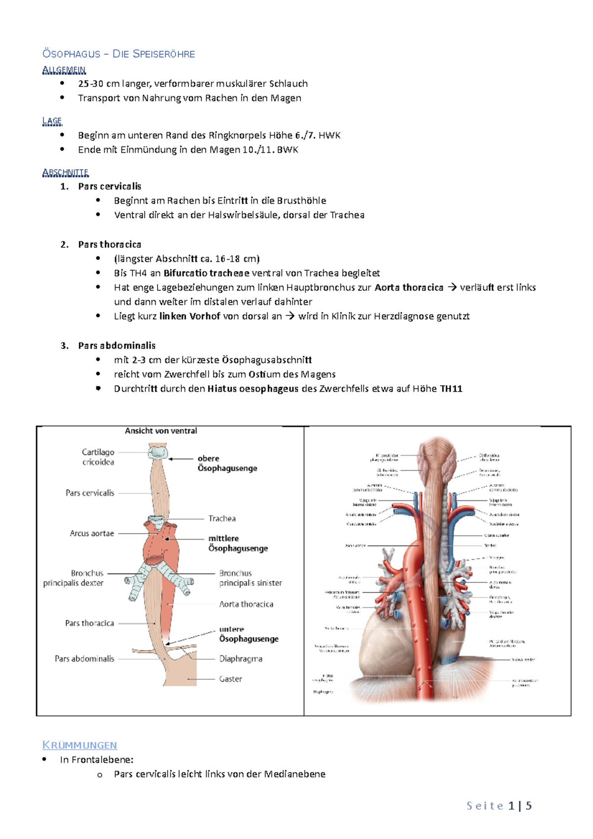1. Ösophagus - Speiseröhre Übersicht Zusammenfassung mit Bilder ...