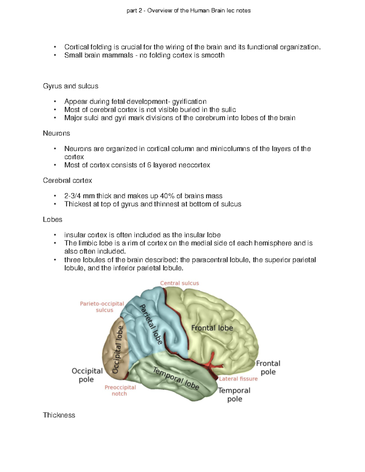 Part 2 - Overview of the Human Brain lec notes - Cortical folding is ...