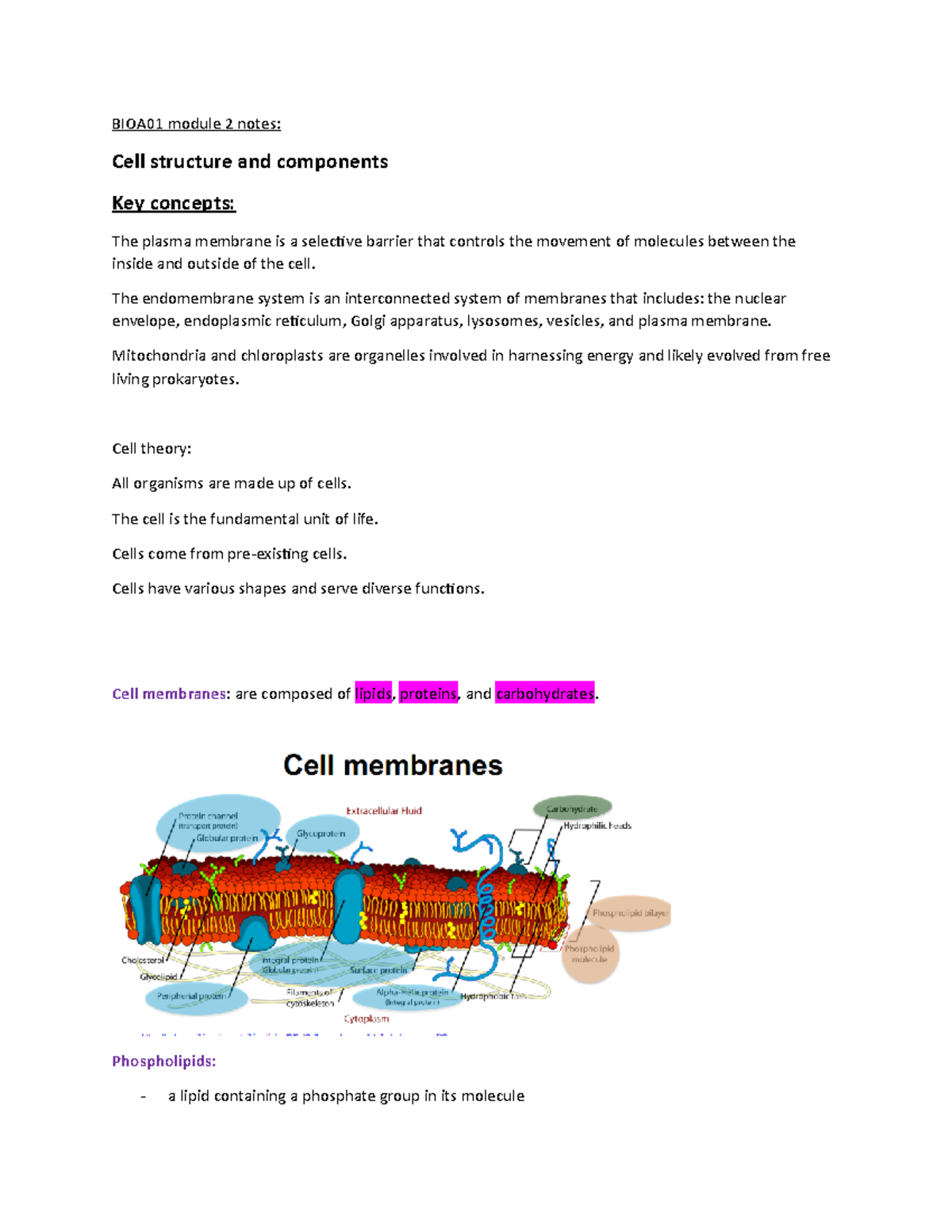 BIOA01 notes module 2 - BIOA01 module 2 notes: Cell structure and ...