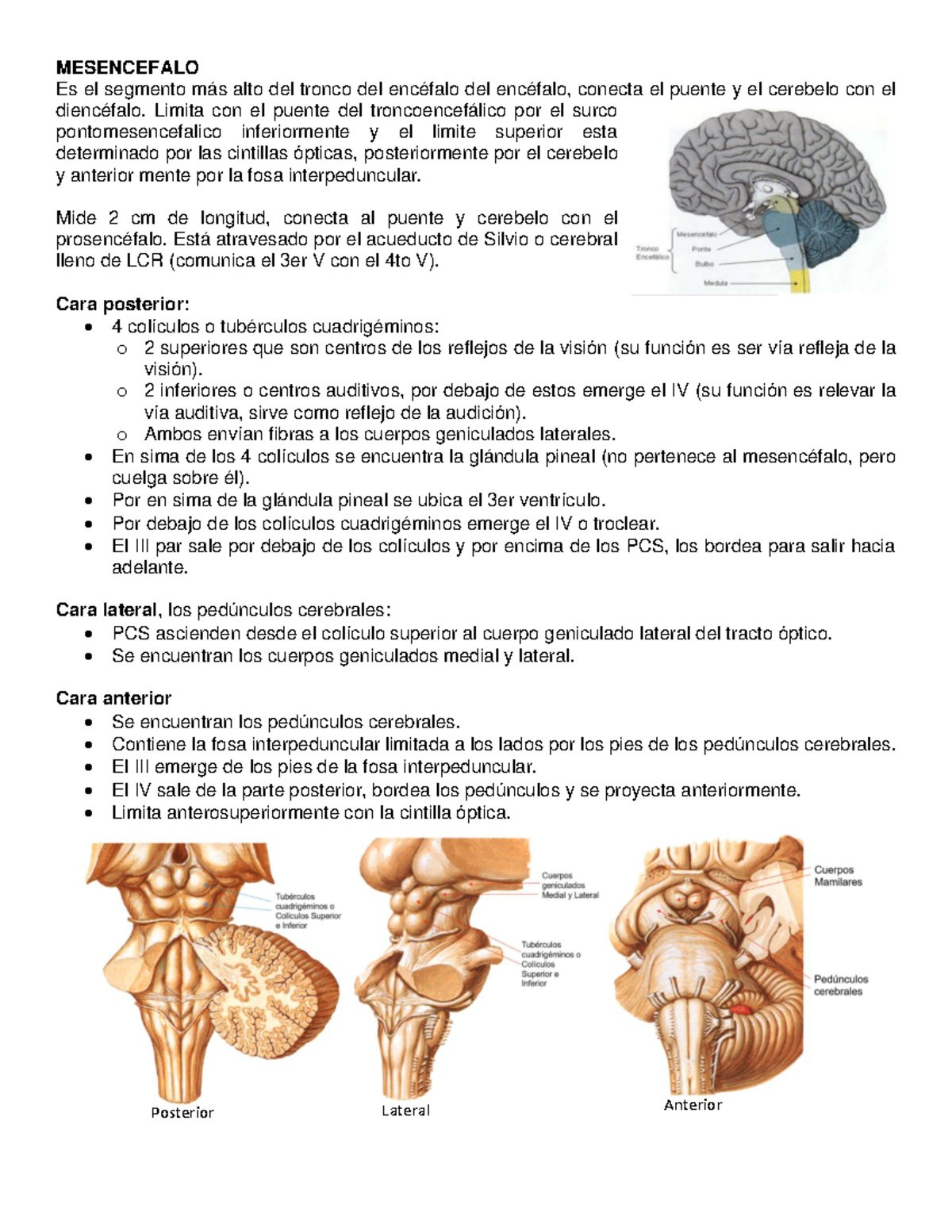 Resumen De Mesencéfalo - MESENCEFALO Es el segmento más alto del tronco ...