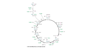 Genetic Code Wheel - work - CHEM 108 - Studocu