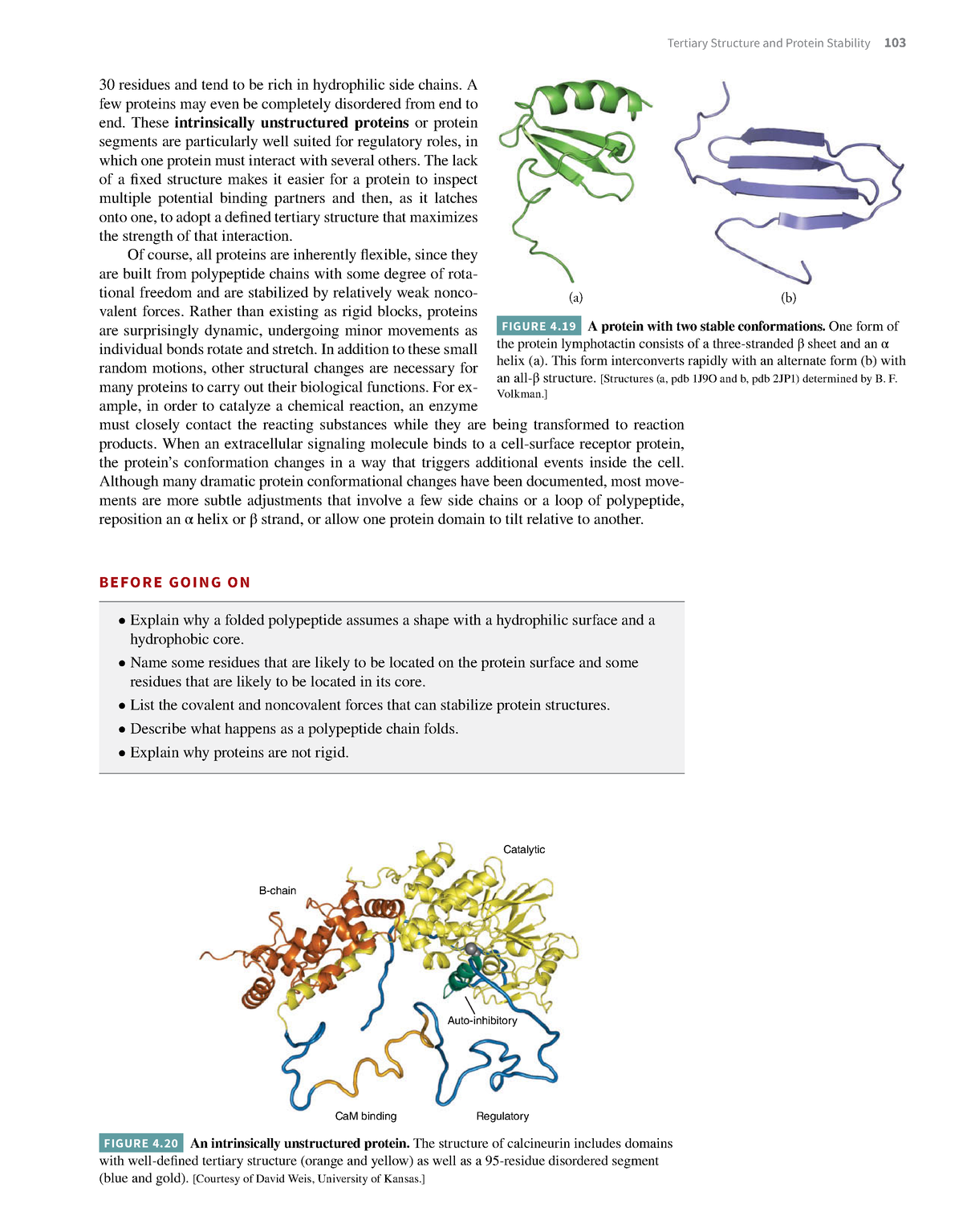 Essential-biochemistry-41 - Tertiary Structure And Protein Stability ...