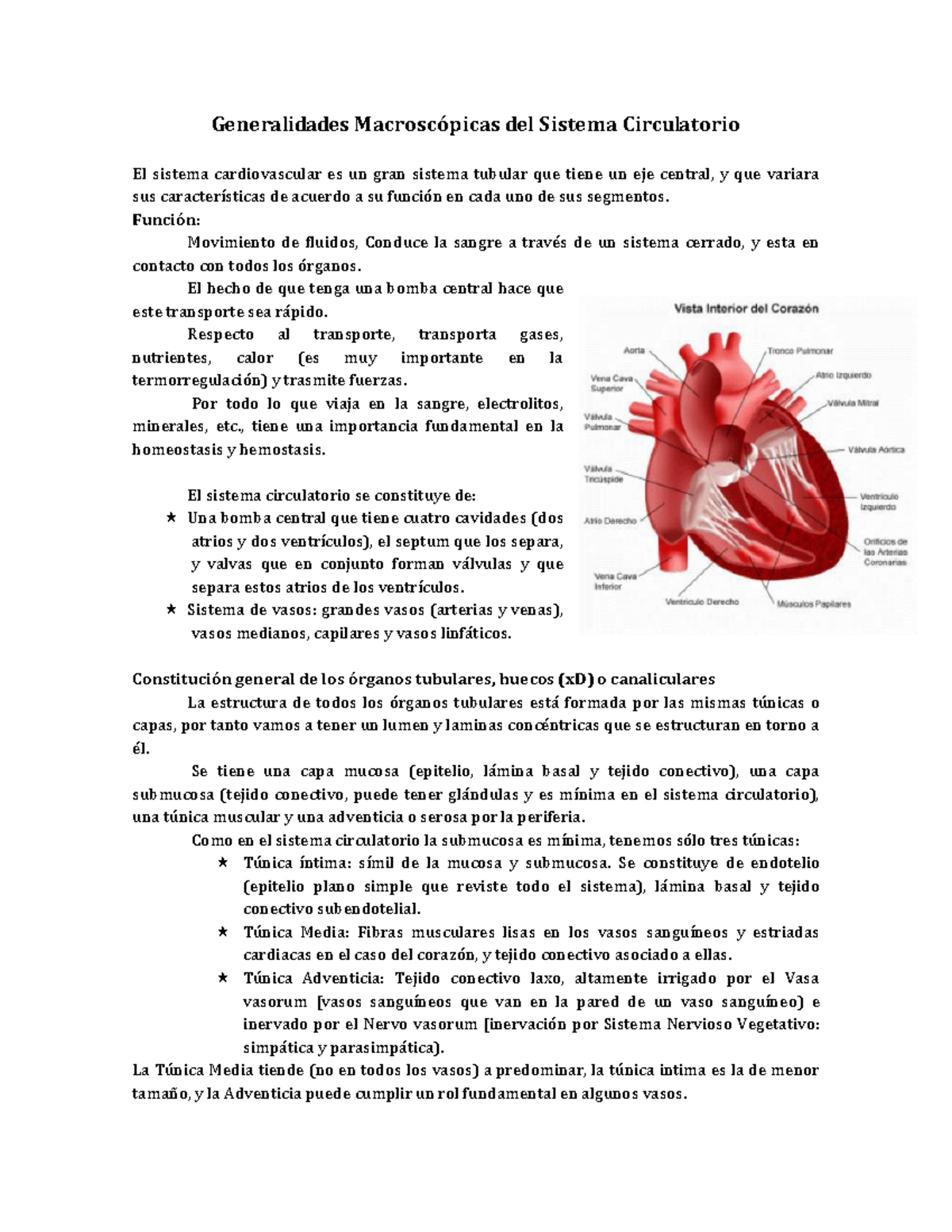 Sistema Circulatorio Apuntes Fisiología Generalidades Del Sistema Circulatorio El Sistema 1180