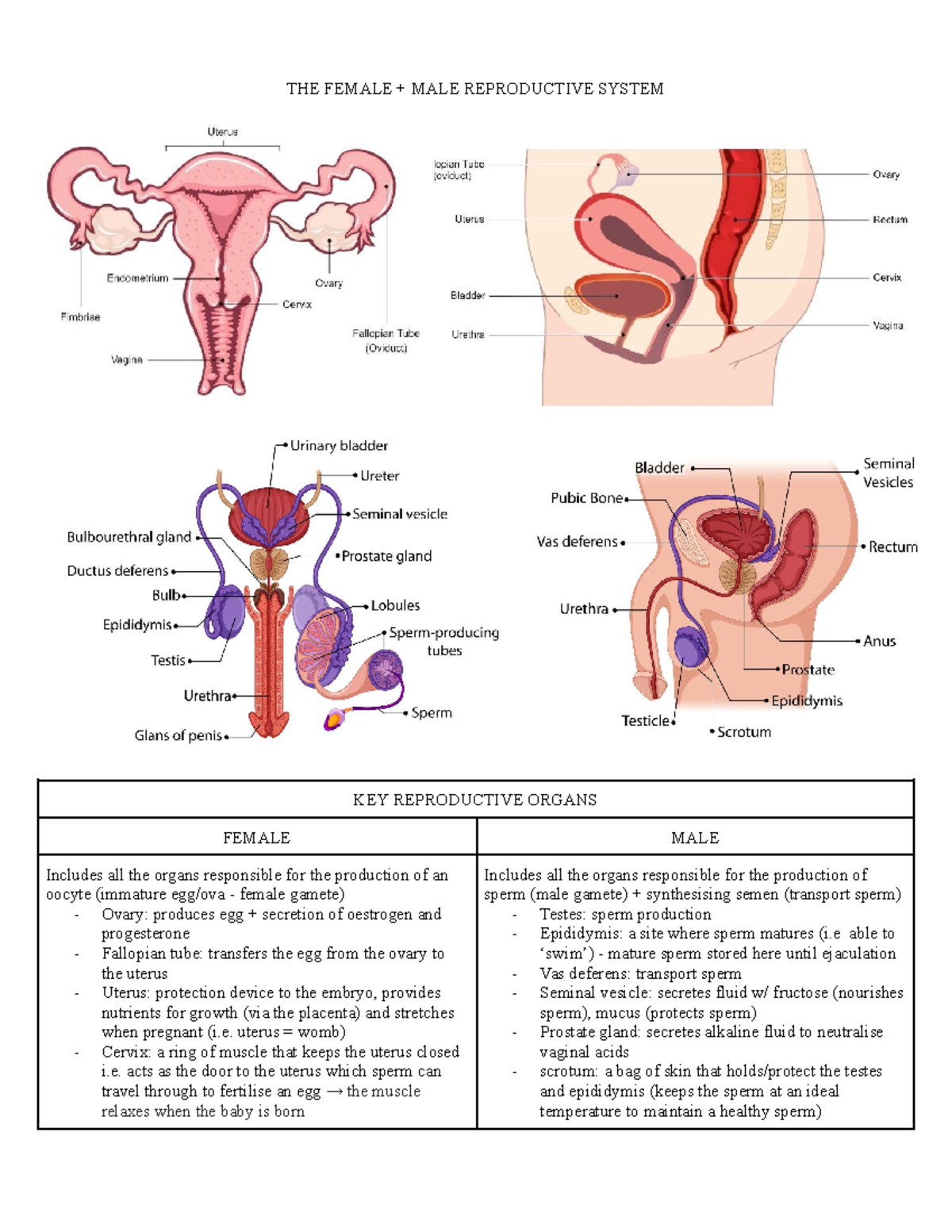 Biology Reproduction The Female Male Reproductive System Key