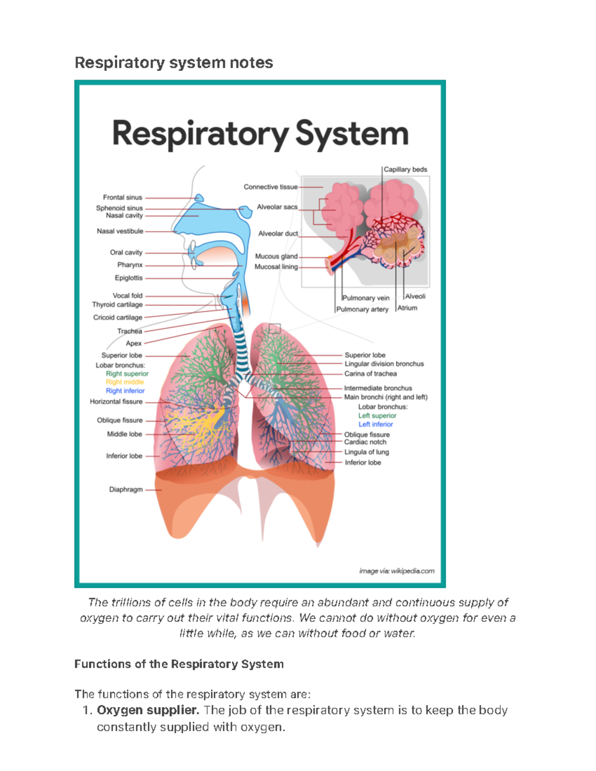 Respiratory system notes - 1. Respiratory system notes The trillions of ...