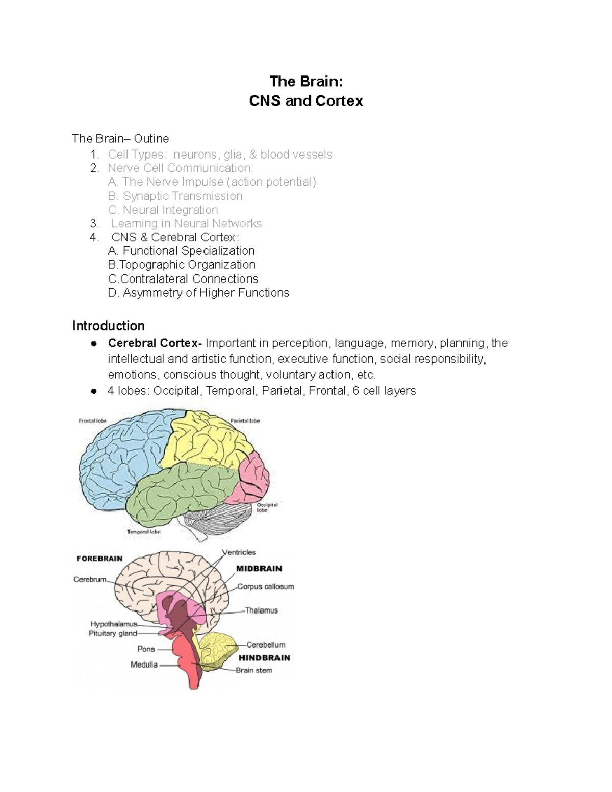 PSY Session 5 Outline of brain - The Brain: CNS and Cortex The Brain ...