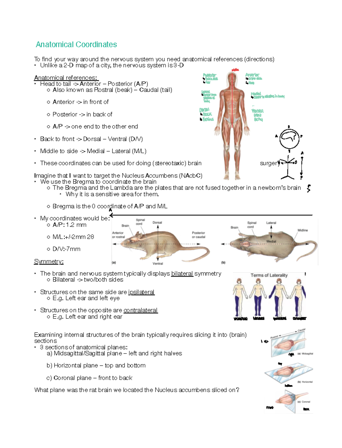 Neuroanatomy And Development Anatomical Coordinates To Find Your Way