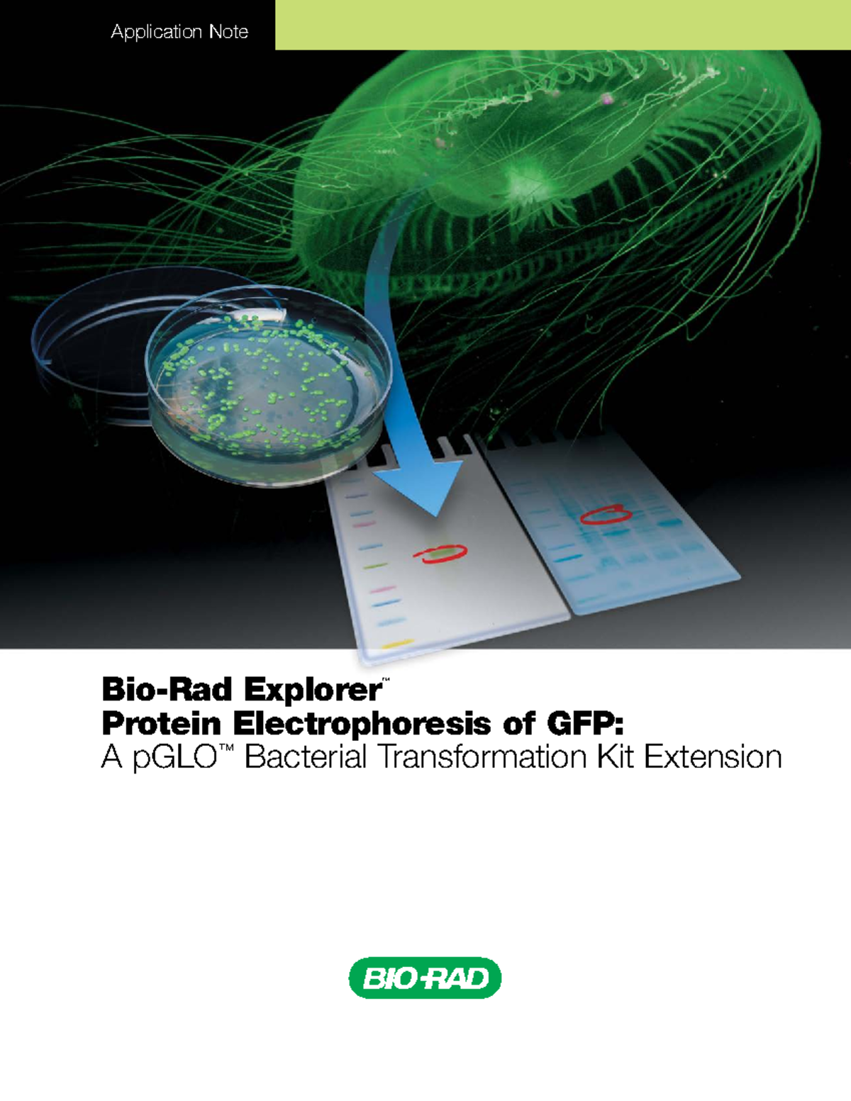M1660023 - Jjdd - Bio-Rad Explorer ™ Protein Electrophoresis of GFP: A ...