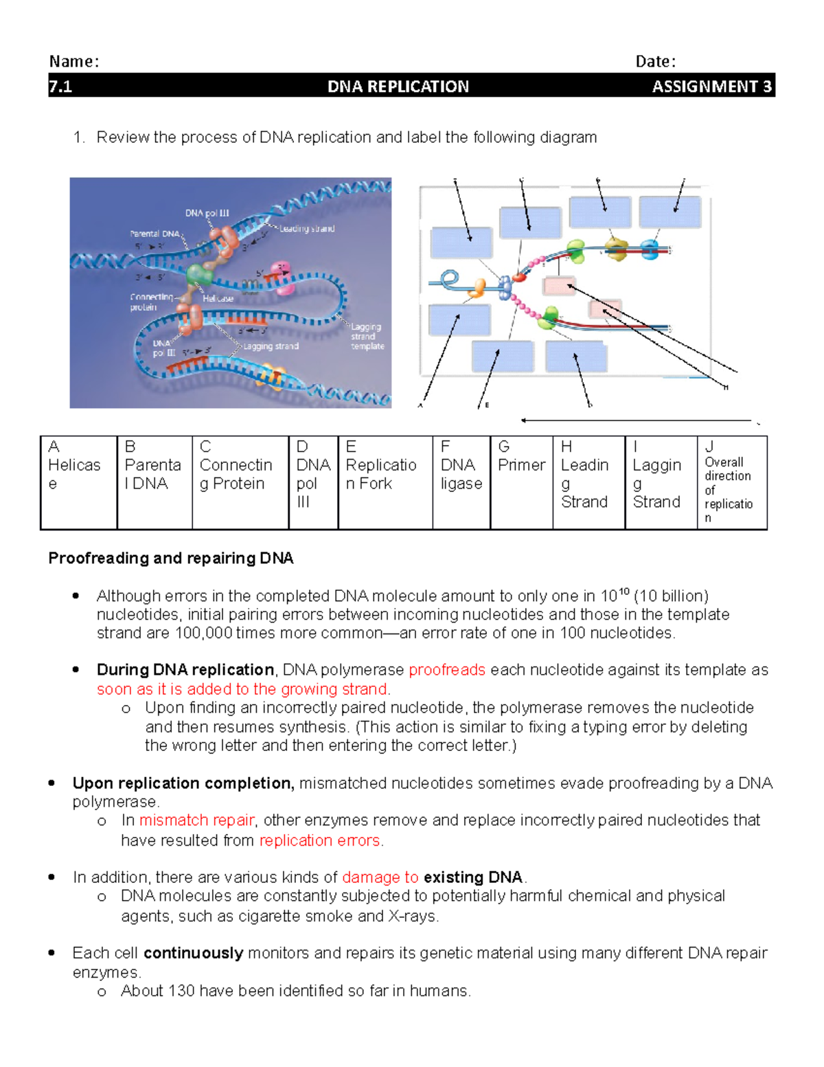 dna replication assignment answers